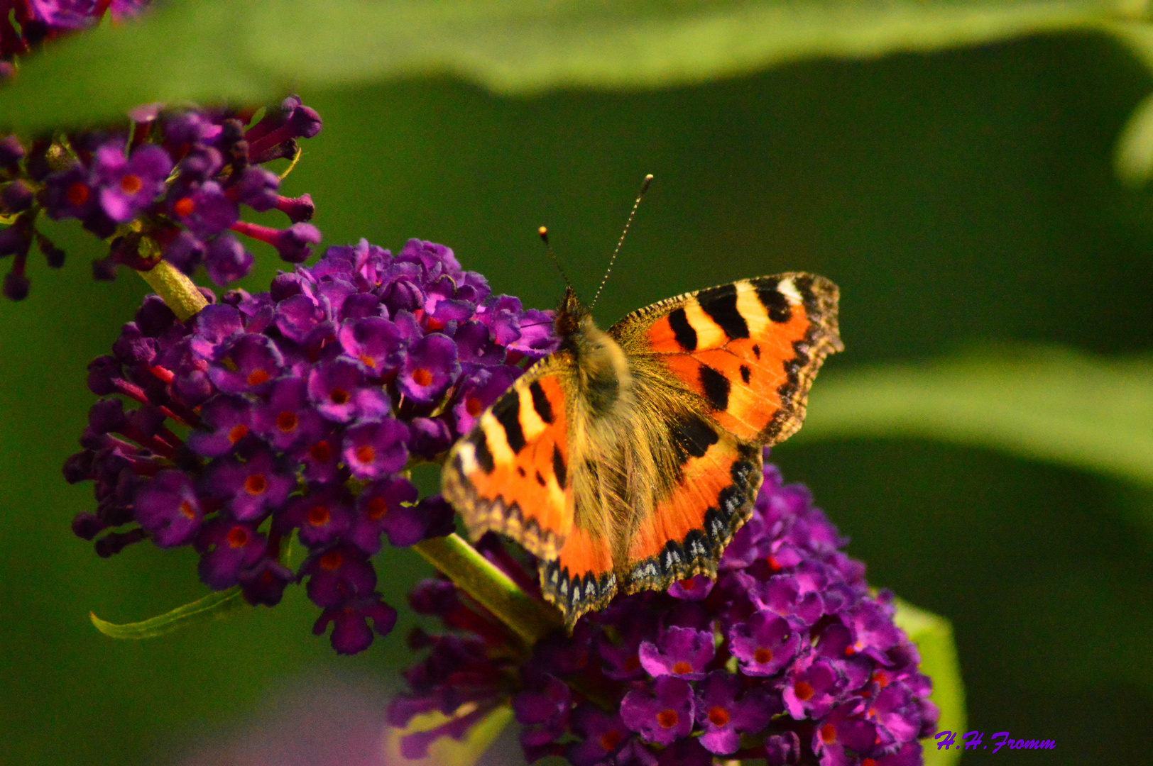 Schmetterling 