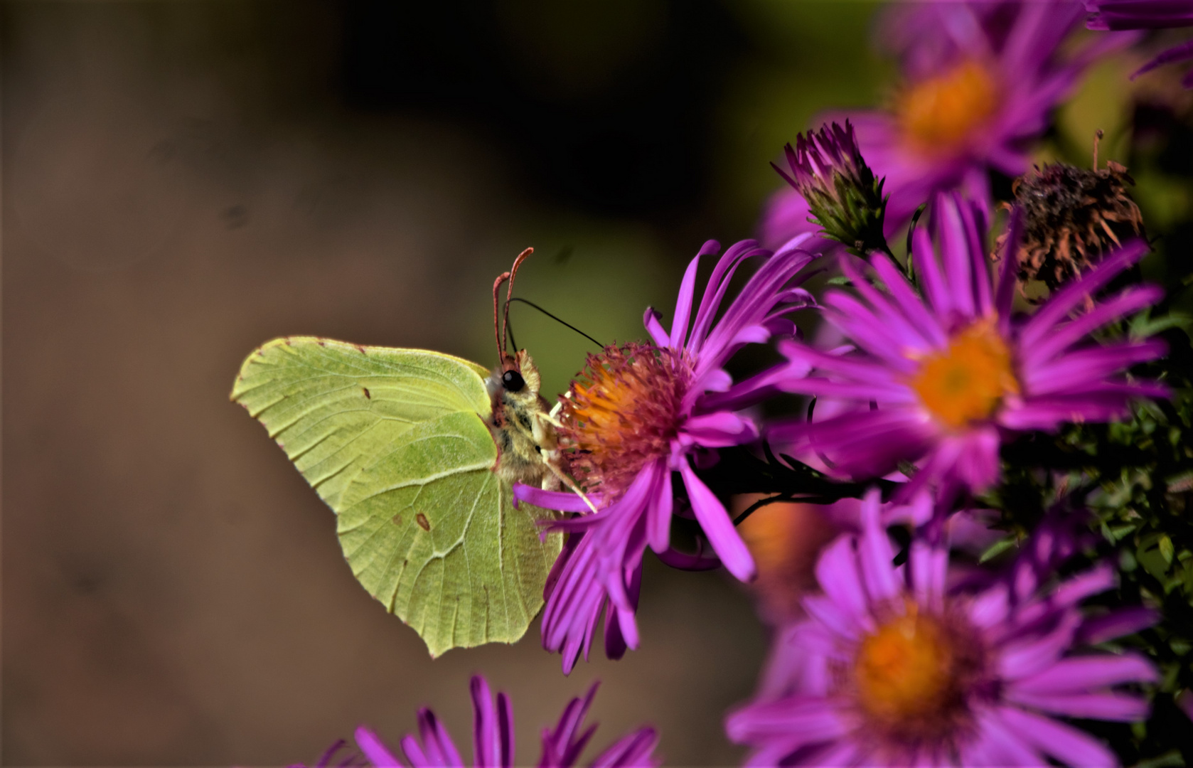 Schmetterling