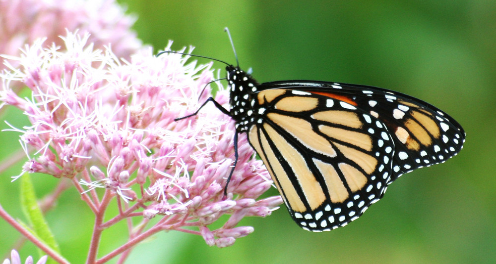 Schmetterling