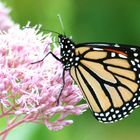 Schmetterling