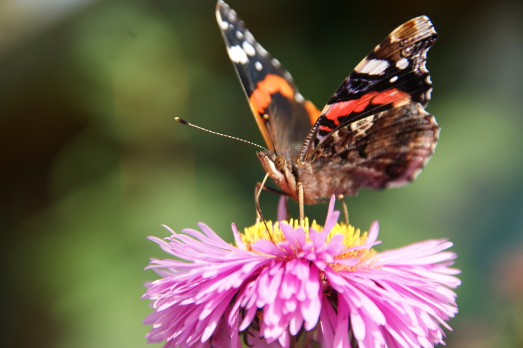 Schmetterling