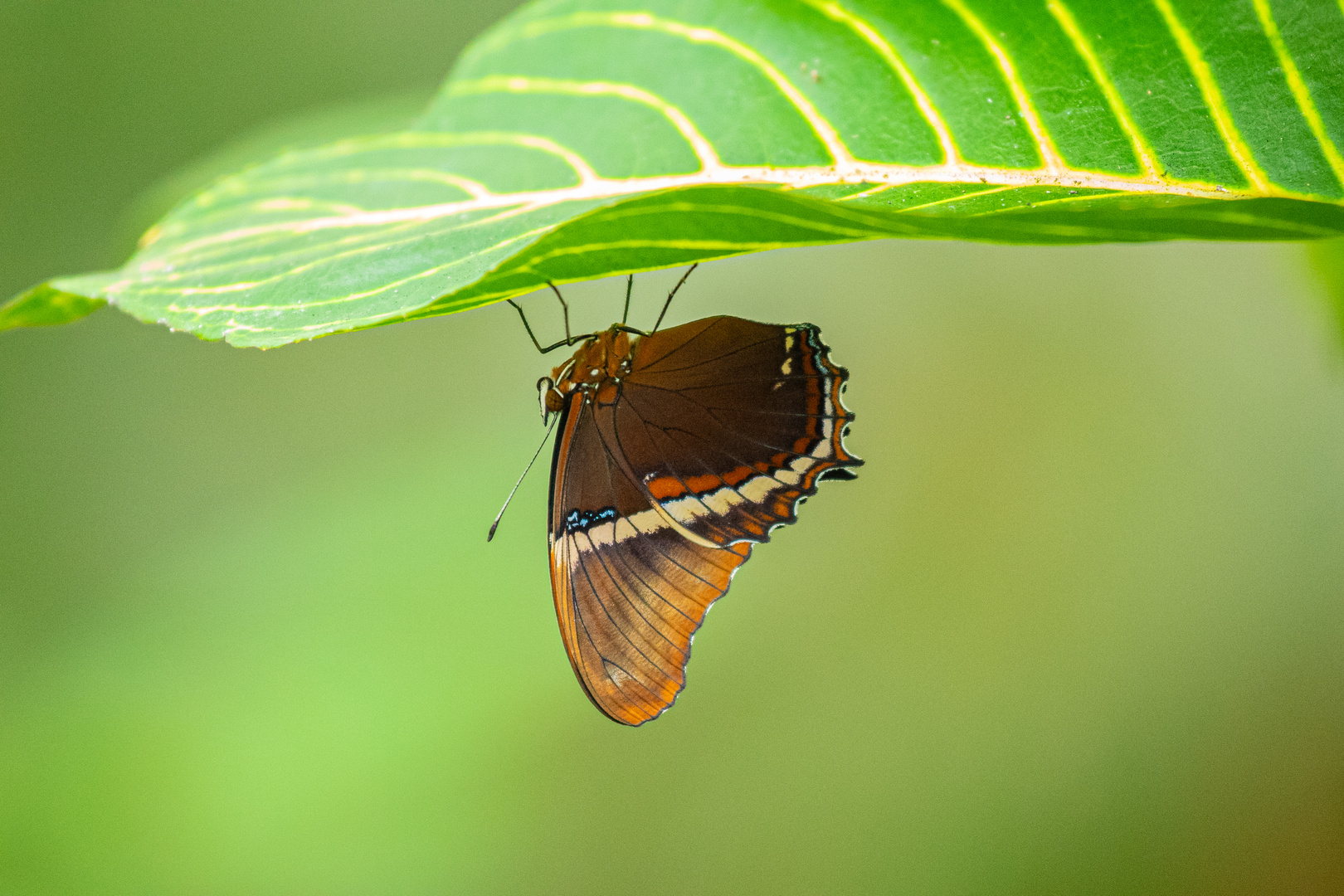 Schmetterling