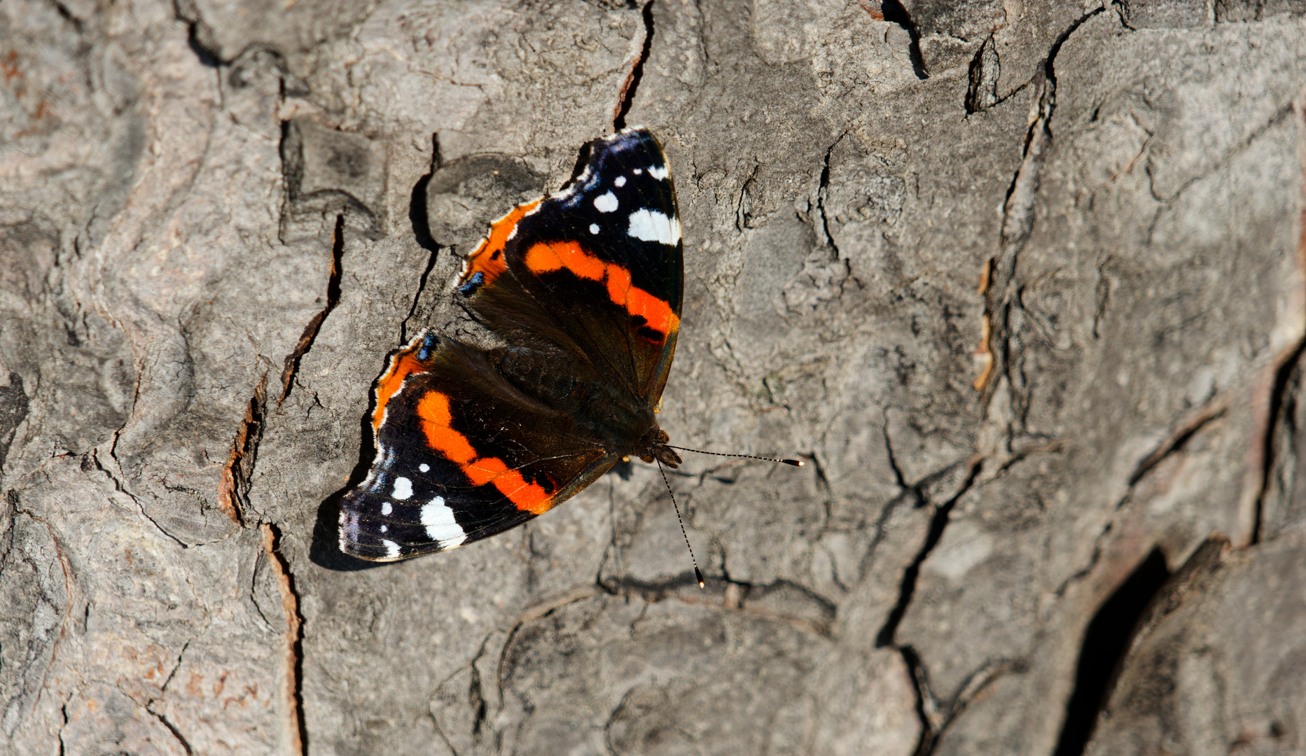 Schmetterling