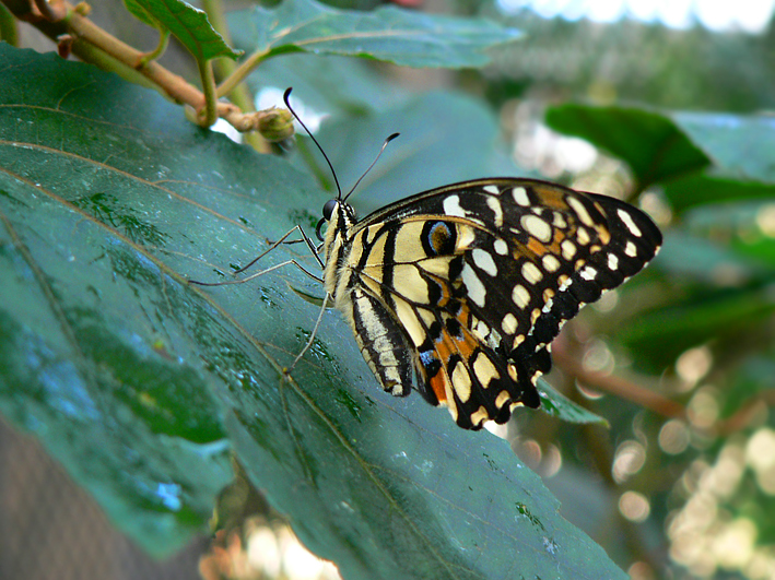 Schmetterling