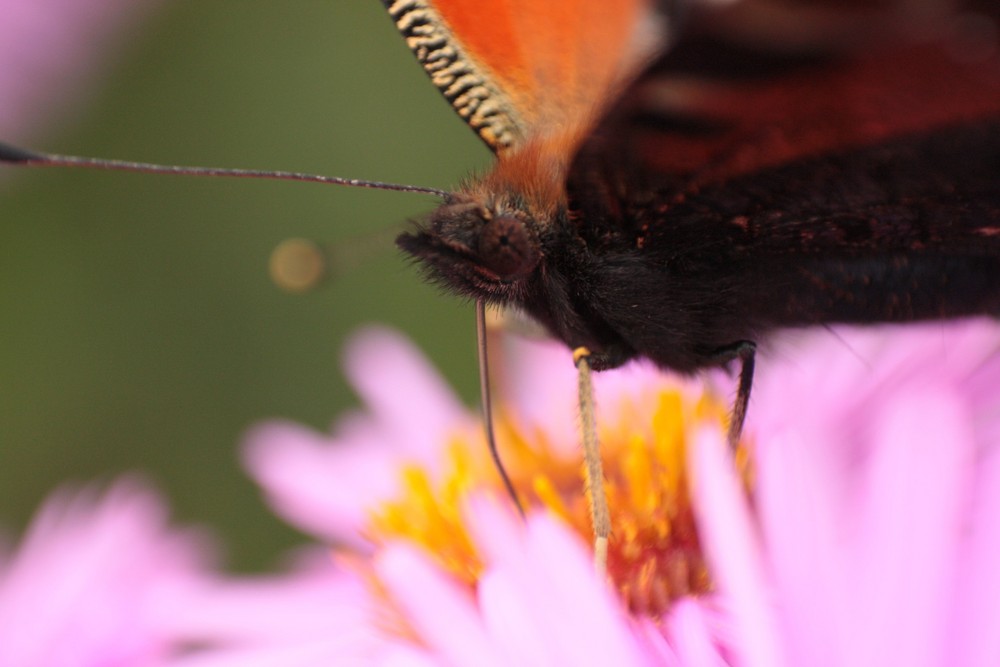 Schmetterling