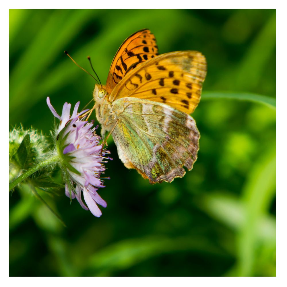 Schmetterling