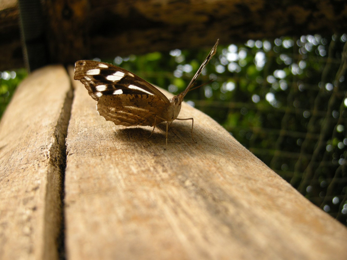 Schmetterling