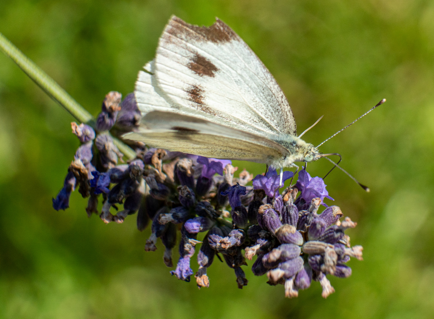 Schmetterling