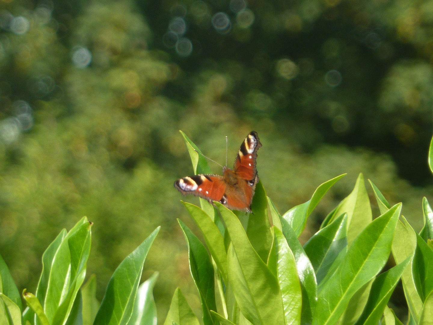 Schmetterling