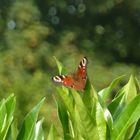 Schmetterling