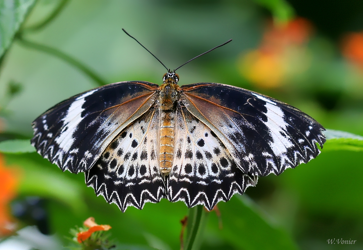 Schmetterling