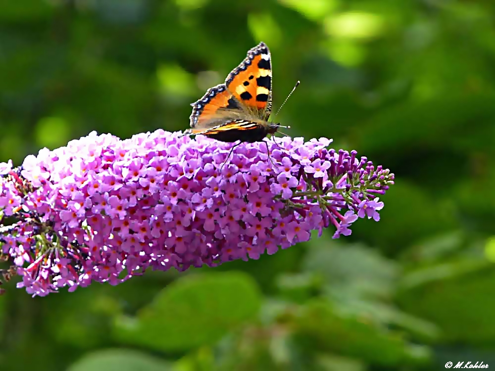 Schmetterling