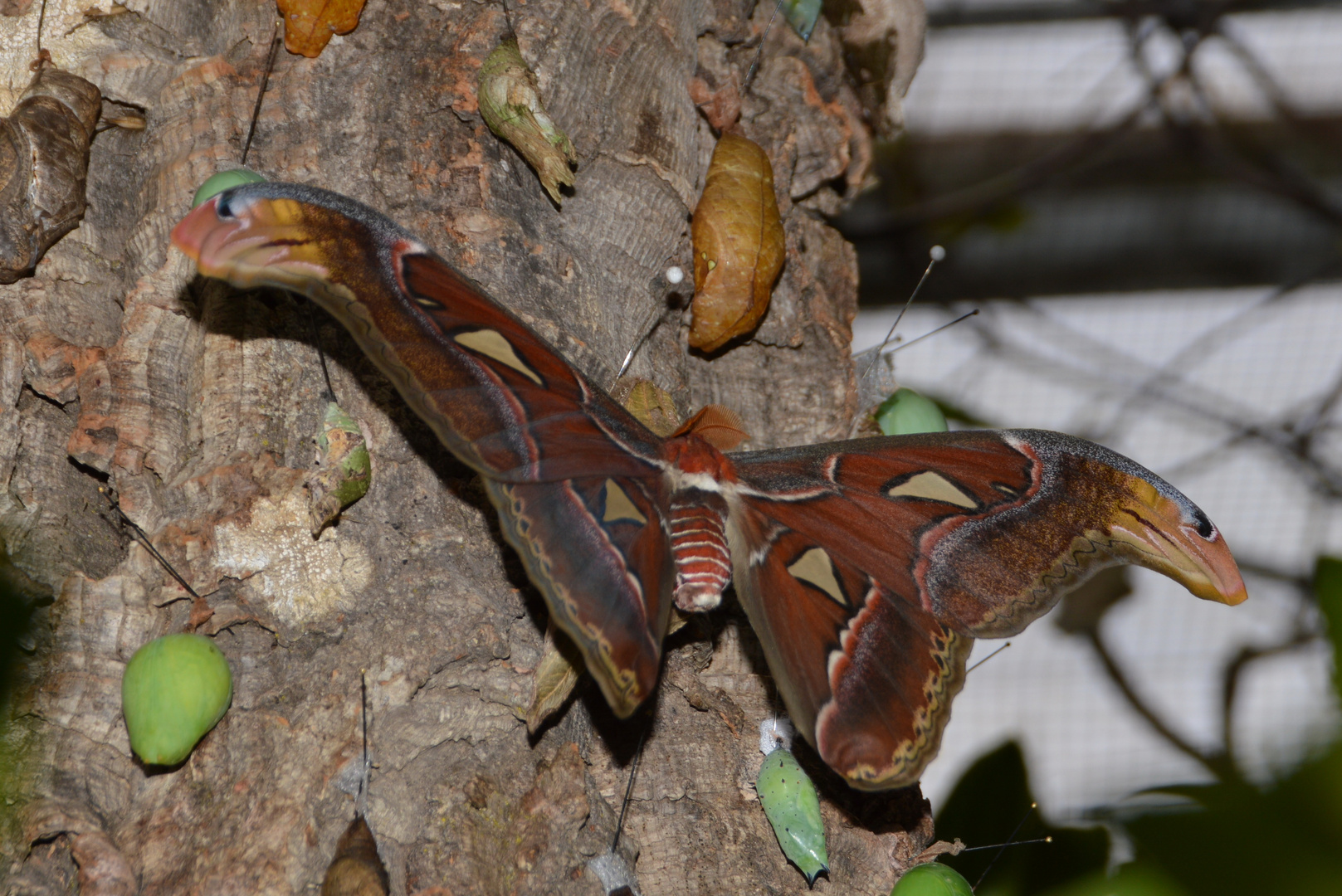 Schmetterling