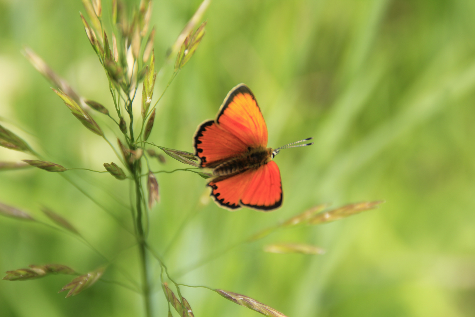 Schmetterling