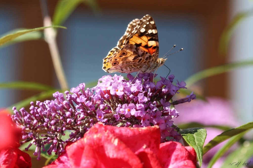 Schmetterling