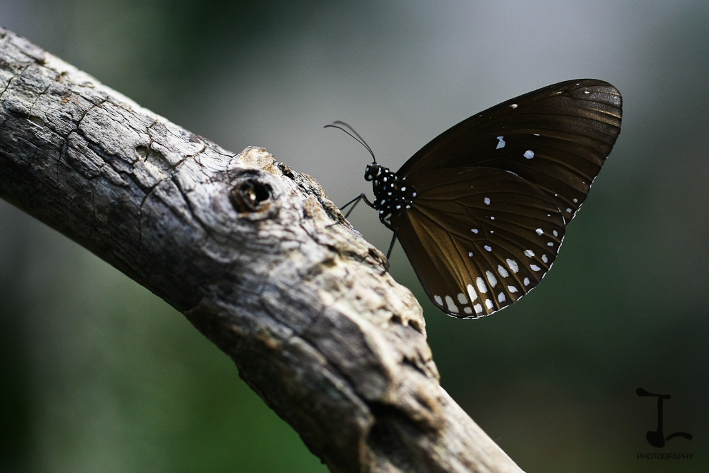 Schmetterling