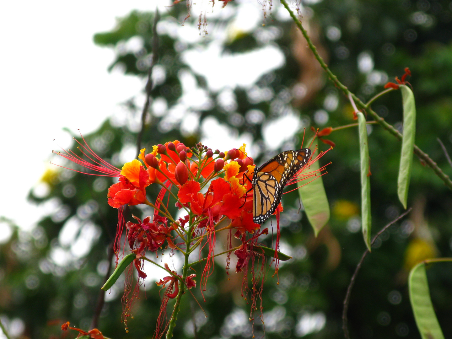 Schmetterling...