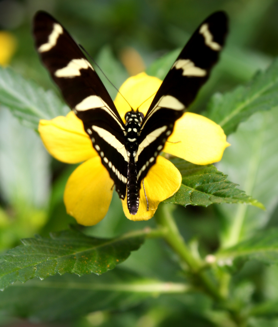 Schmetterling