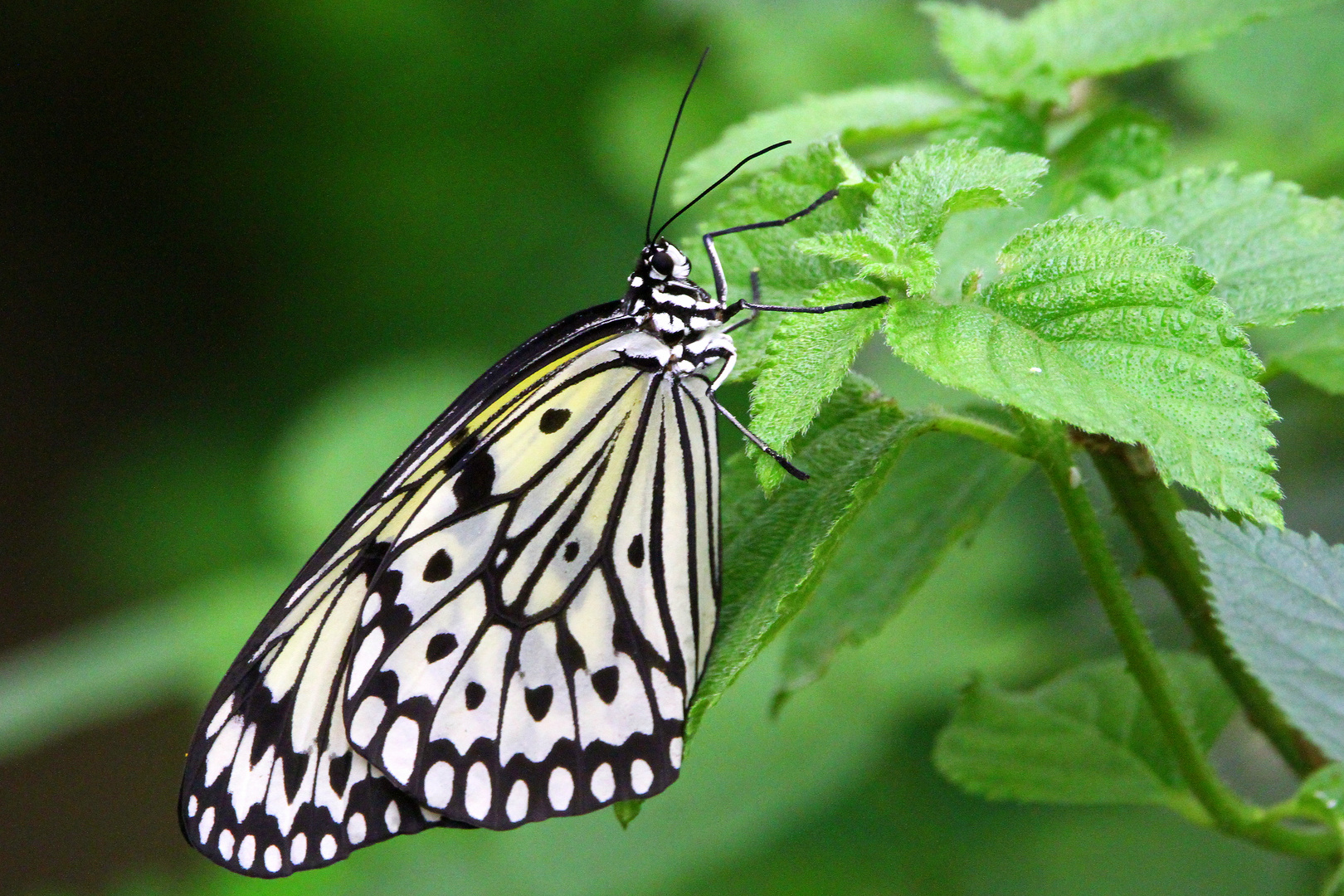 Schmetterling