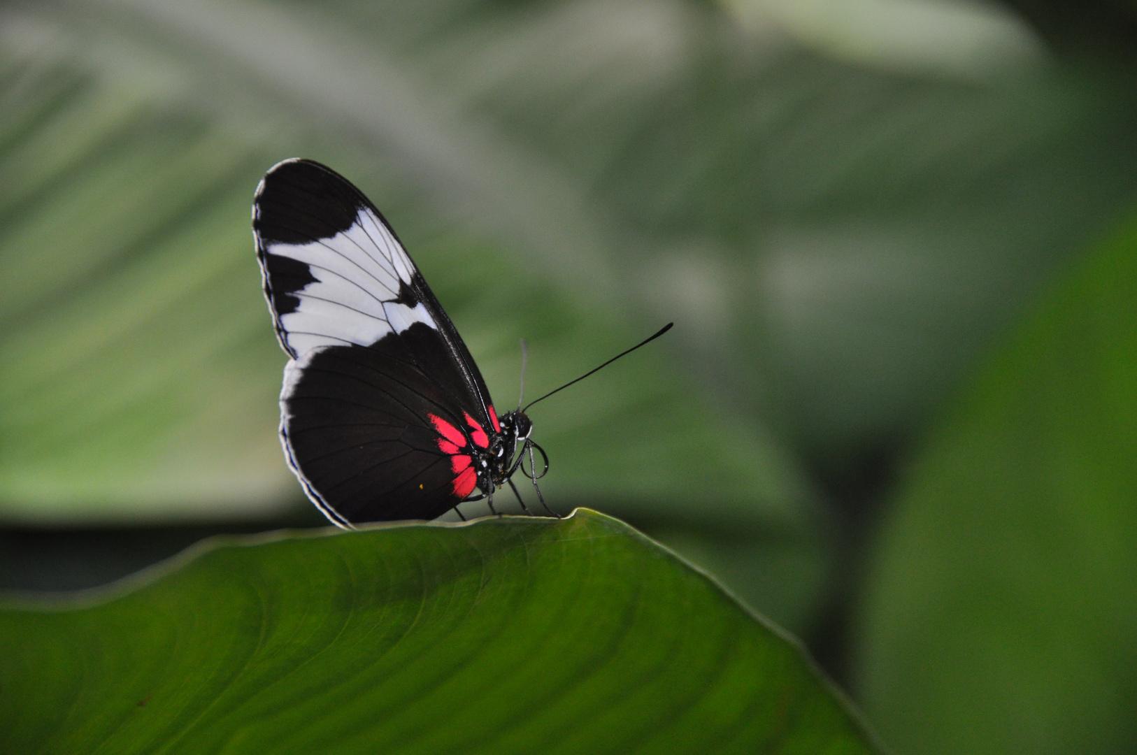 Schmetterling