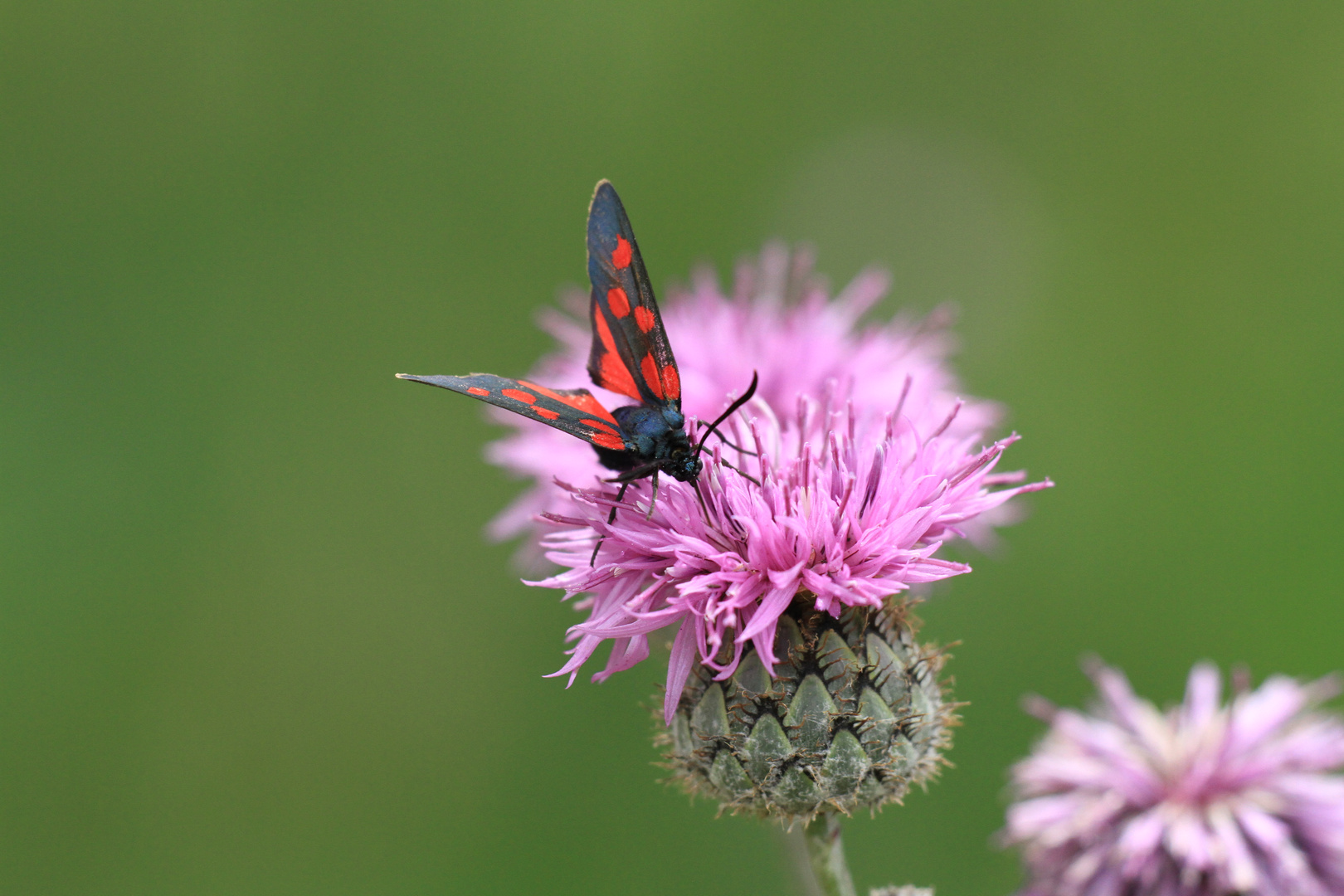 Schmetterling