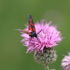 Schmetterling