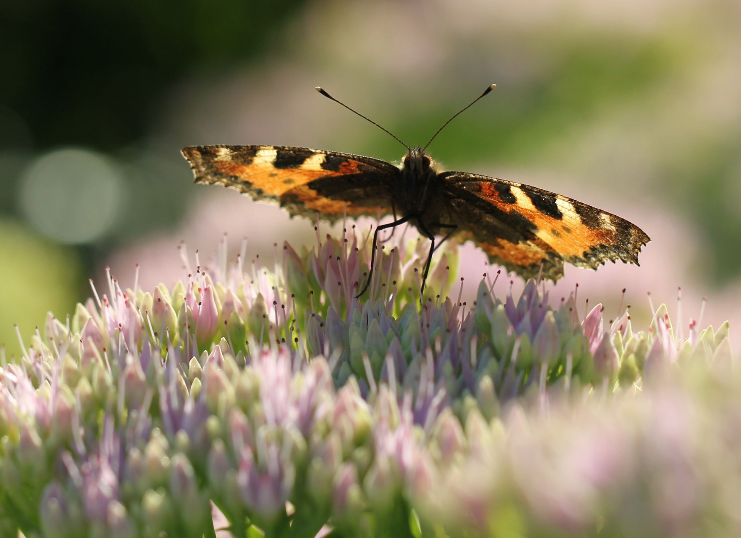 Schmetterling