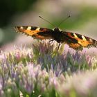 Schmetterling