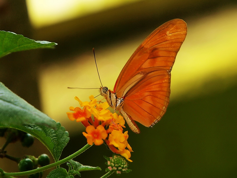 Schmetterling