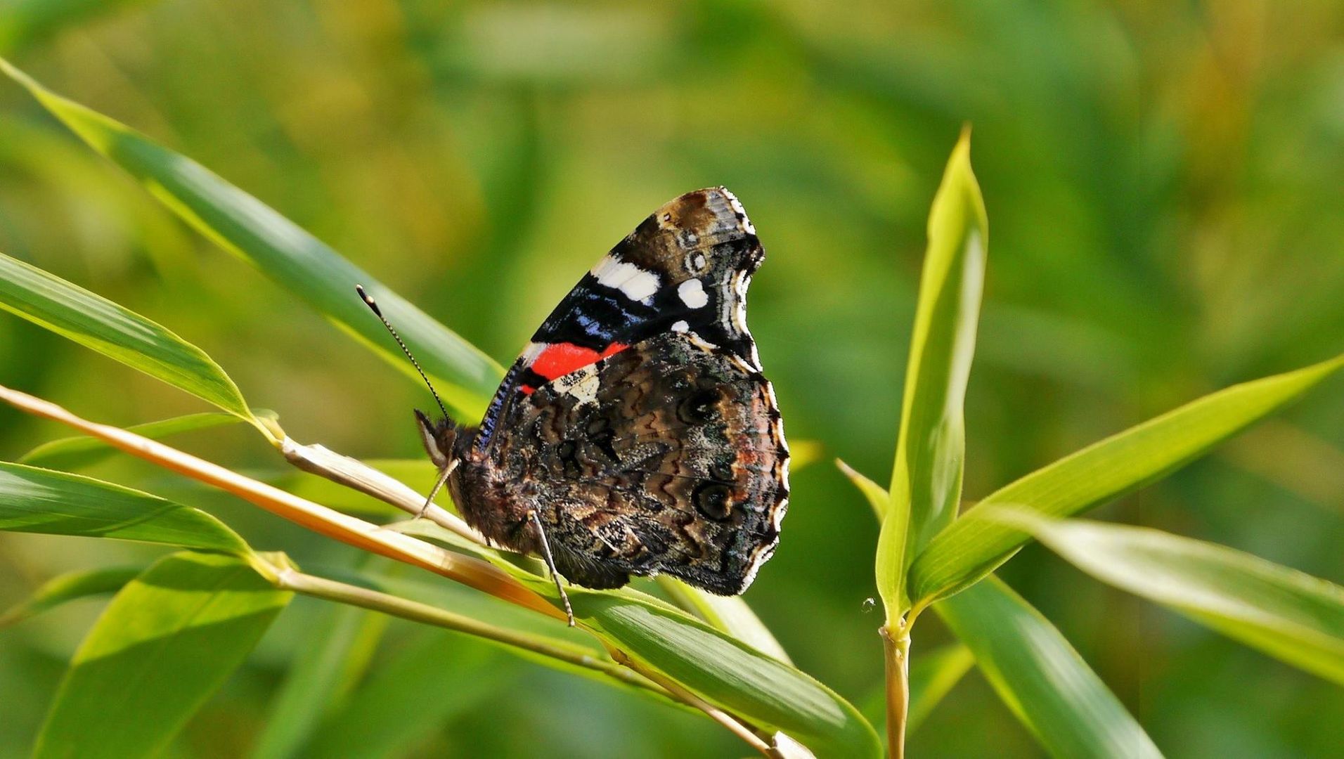 Schmetterling