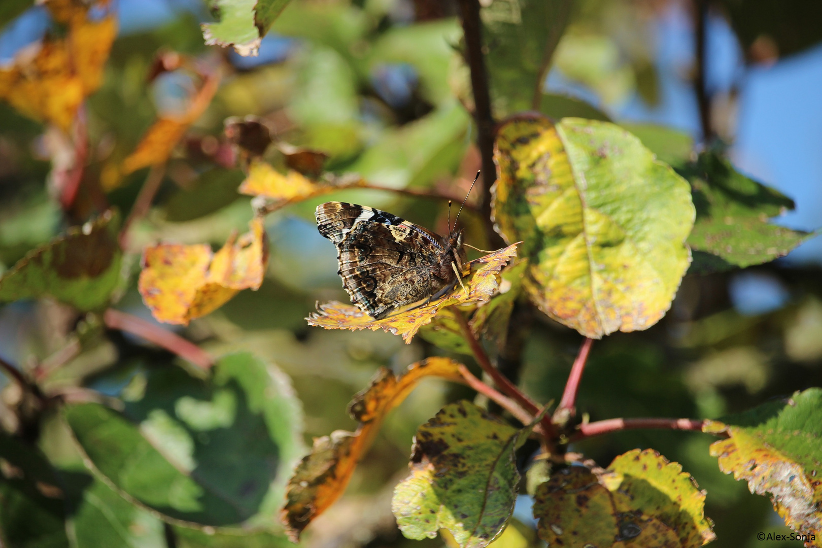 Schmetterling