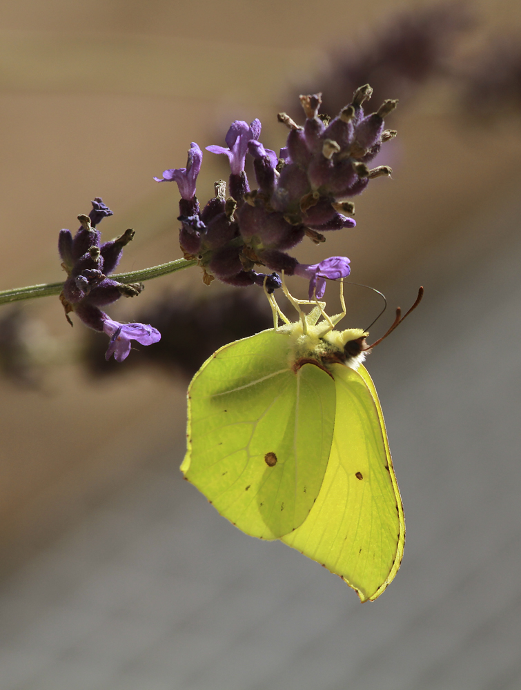 Schmetterling