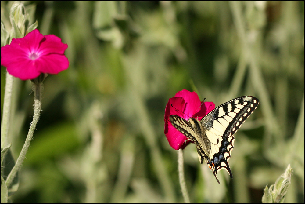 Schmetterling