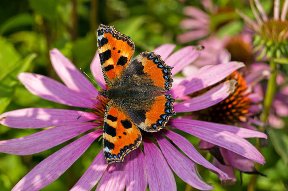 Schmetterling