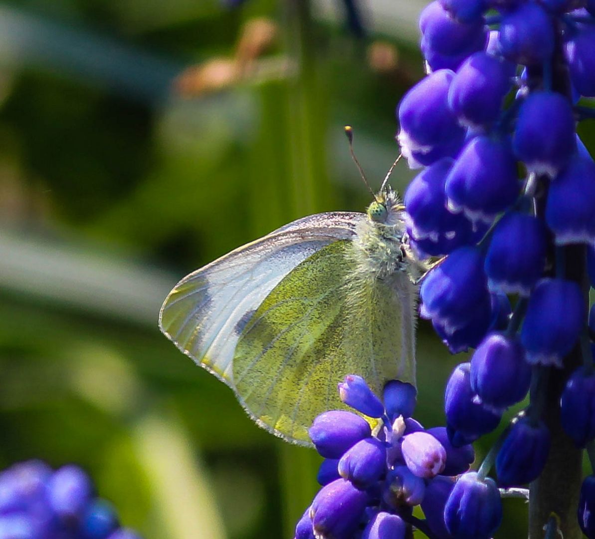 Schmetterling...