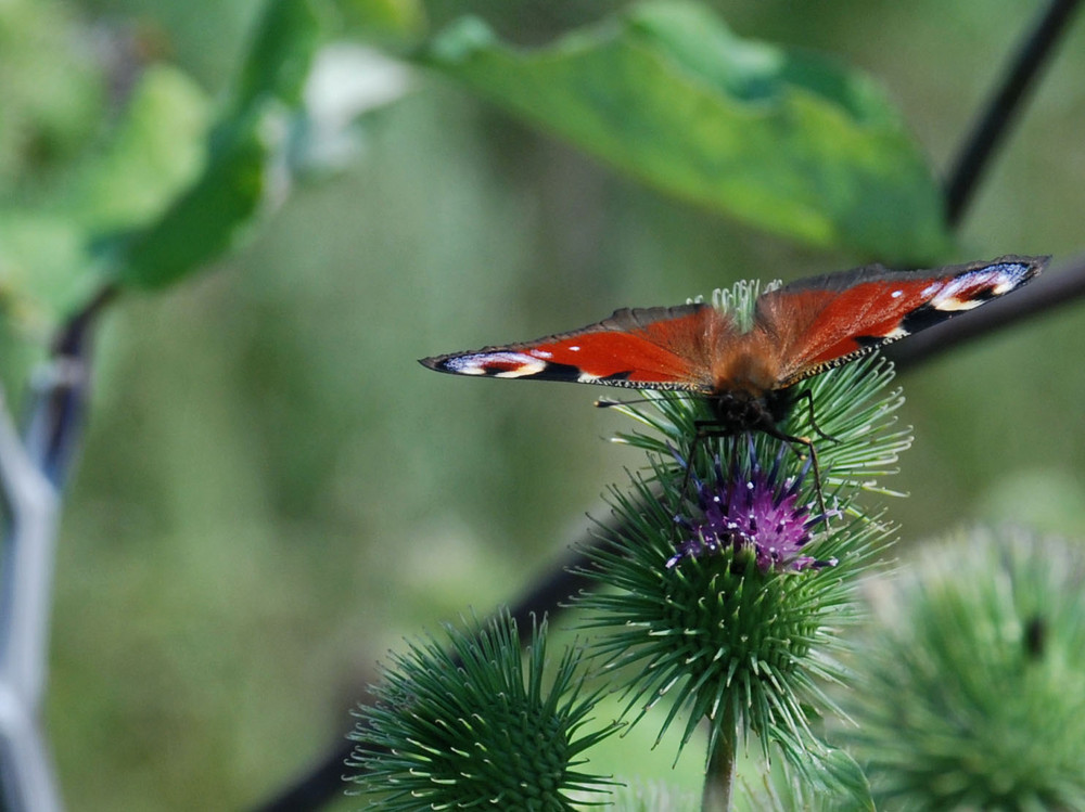 schmetterling