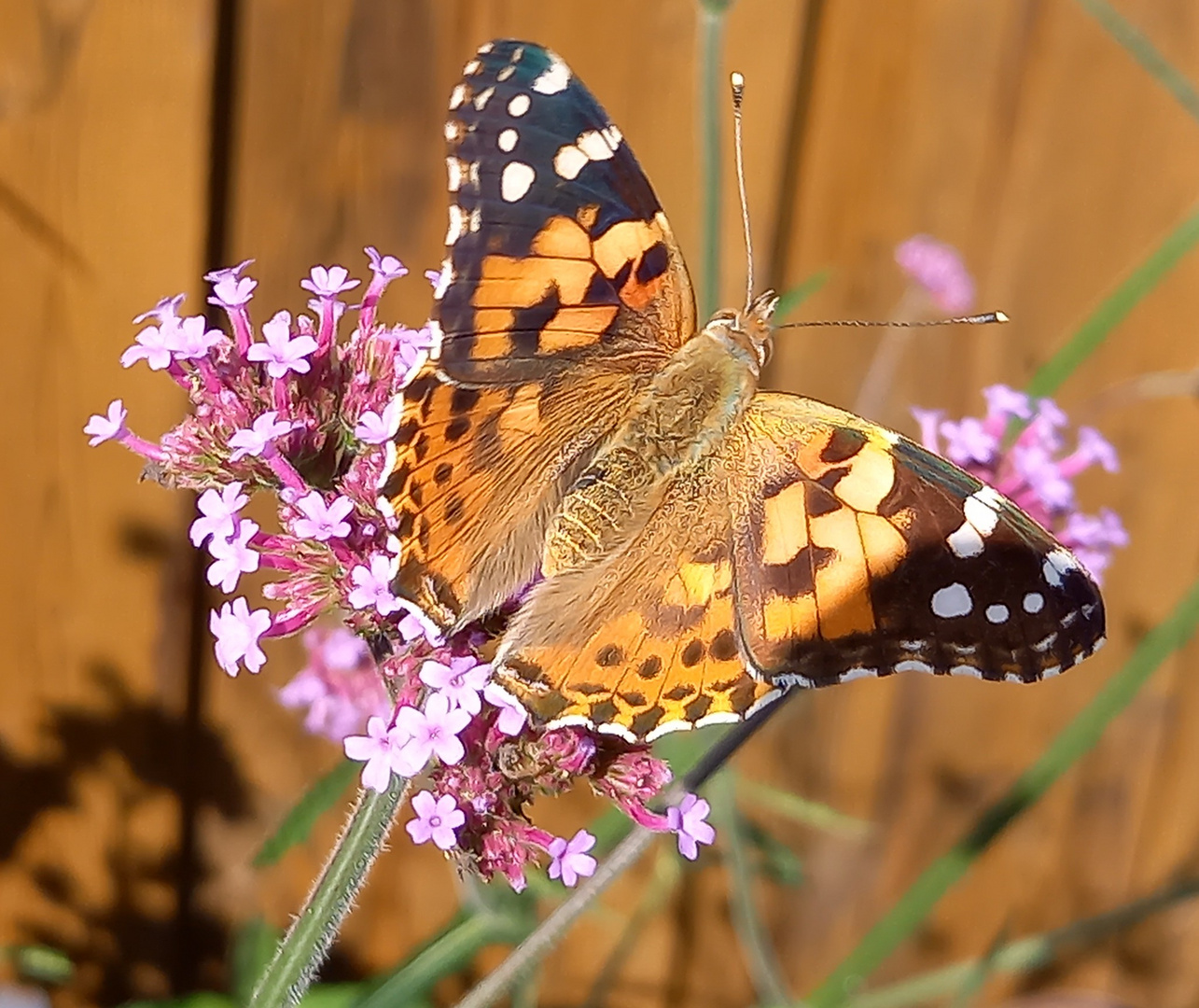 Schmetterling 