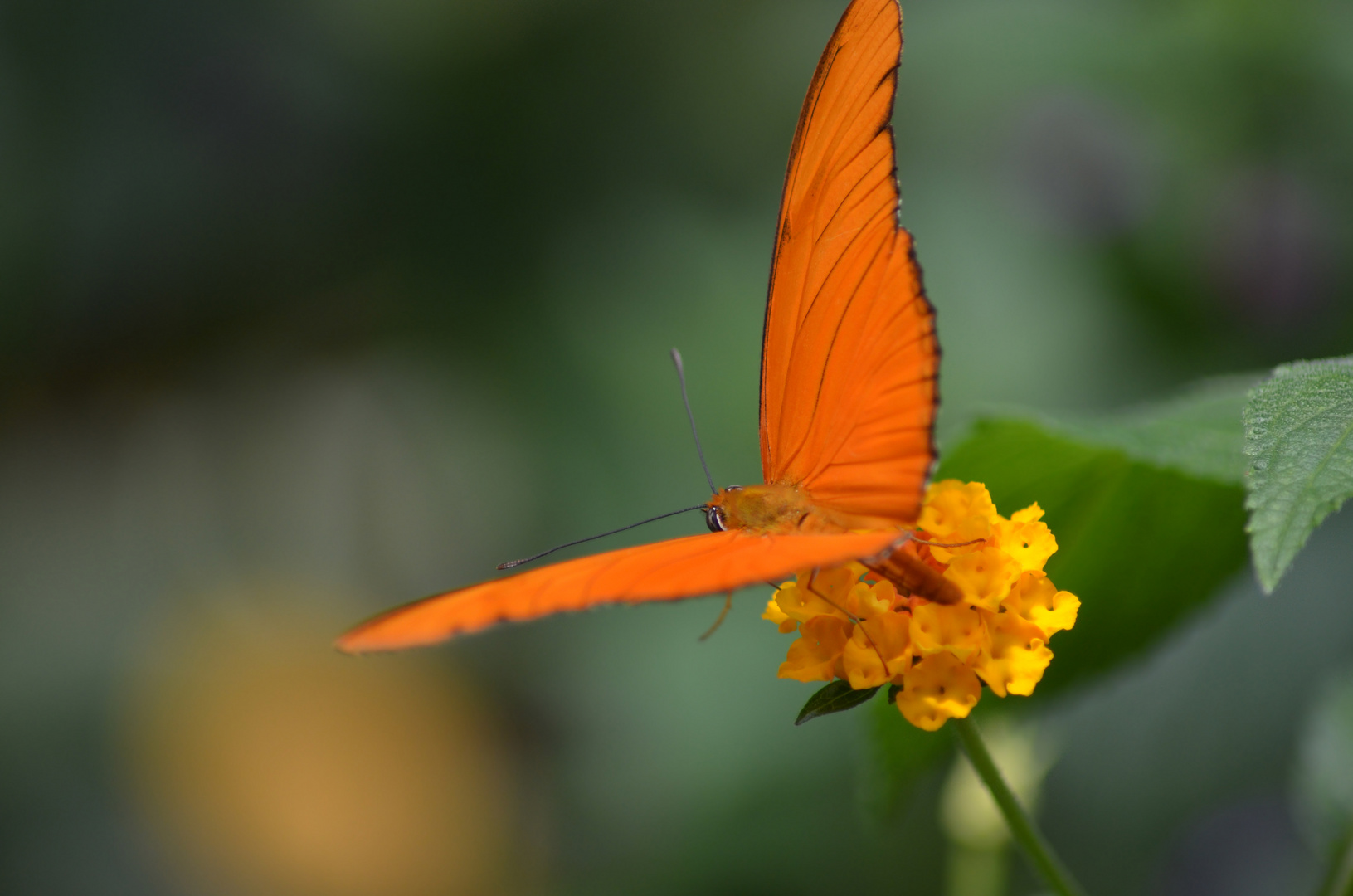 schmetterling