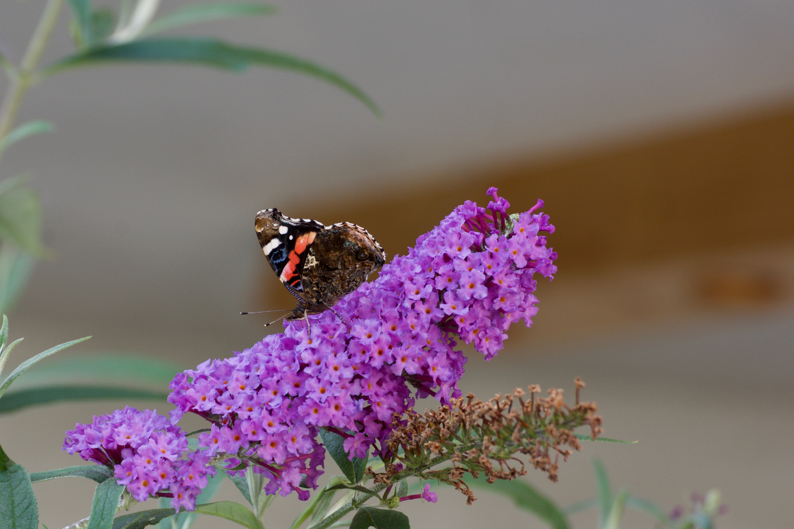 Schmetterling