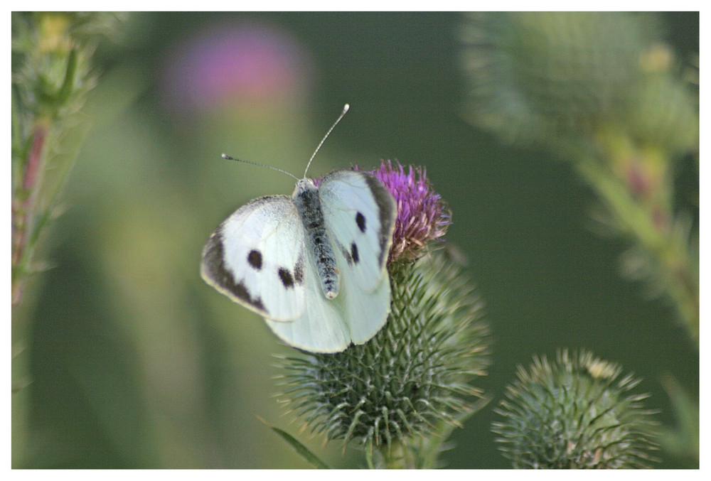 Schmetterling