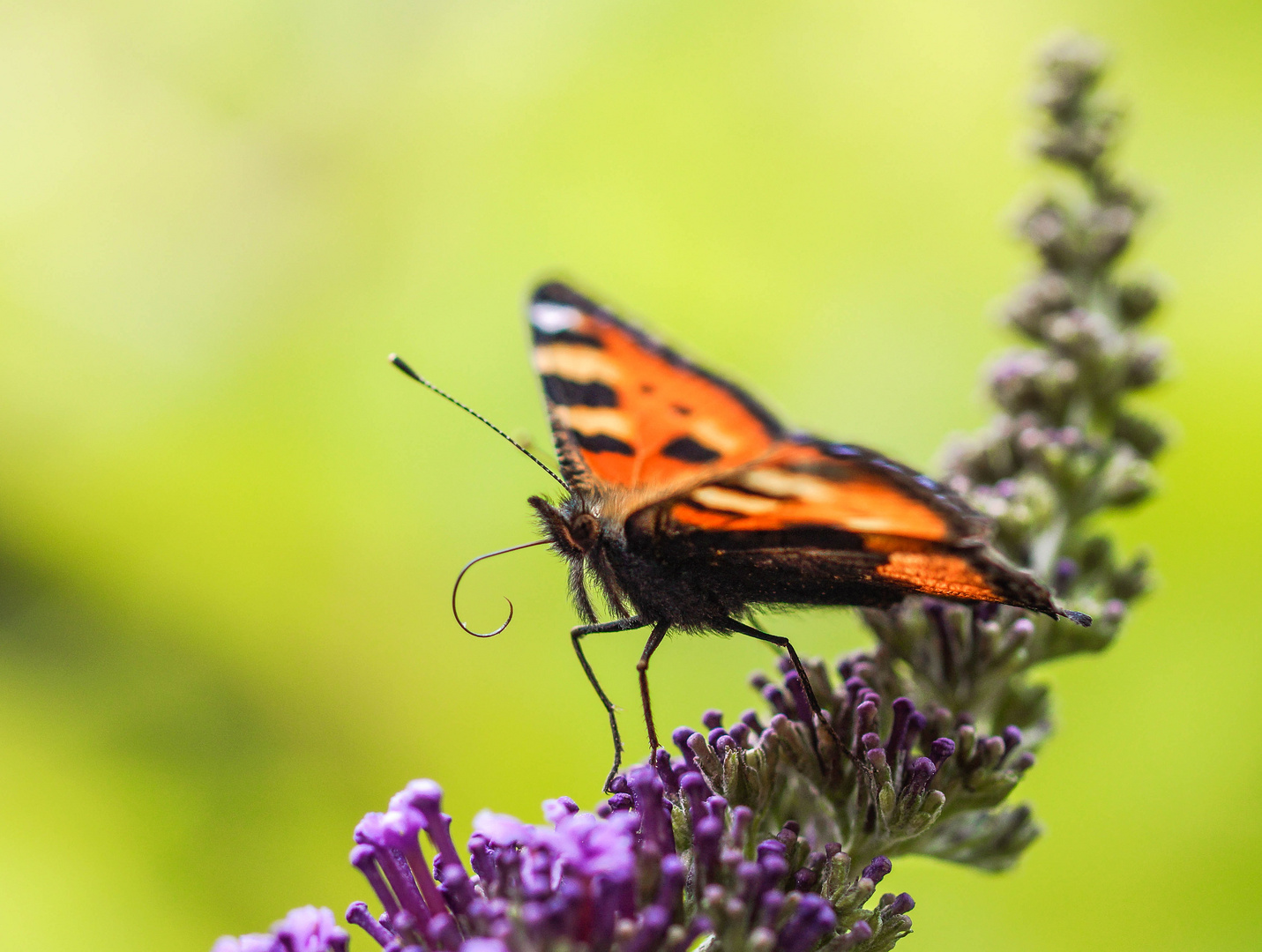 Schmetterling