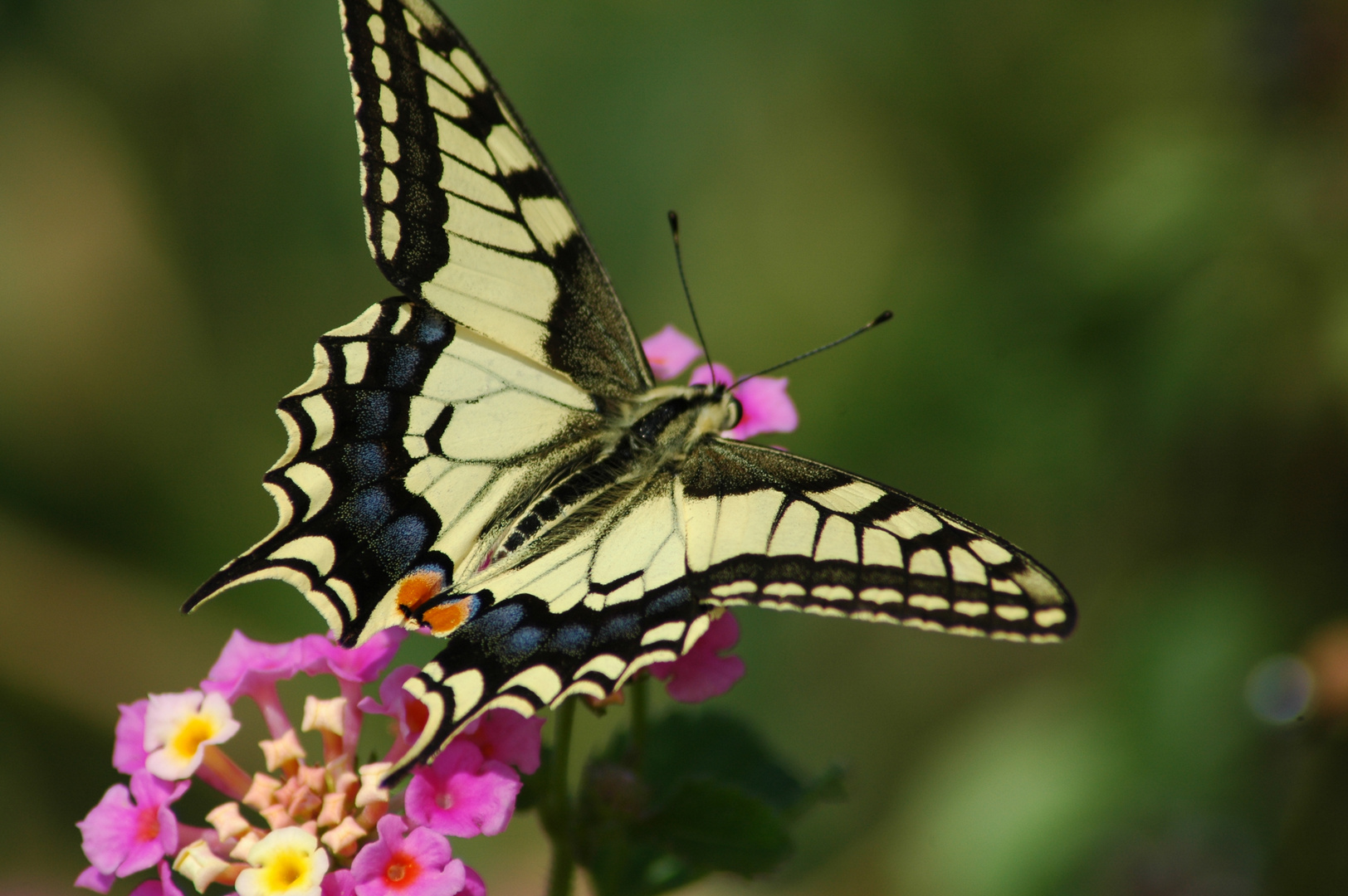 Schmetterling