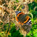 Schmetterling