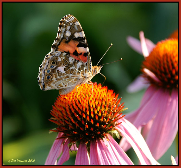 Schmetterling