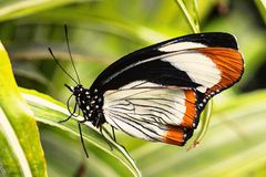 Schmetterling