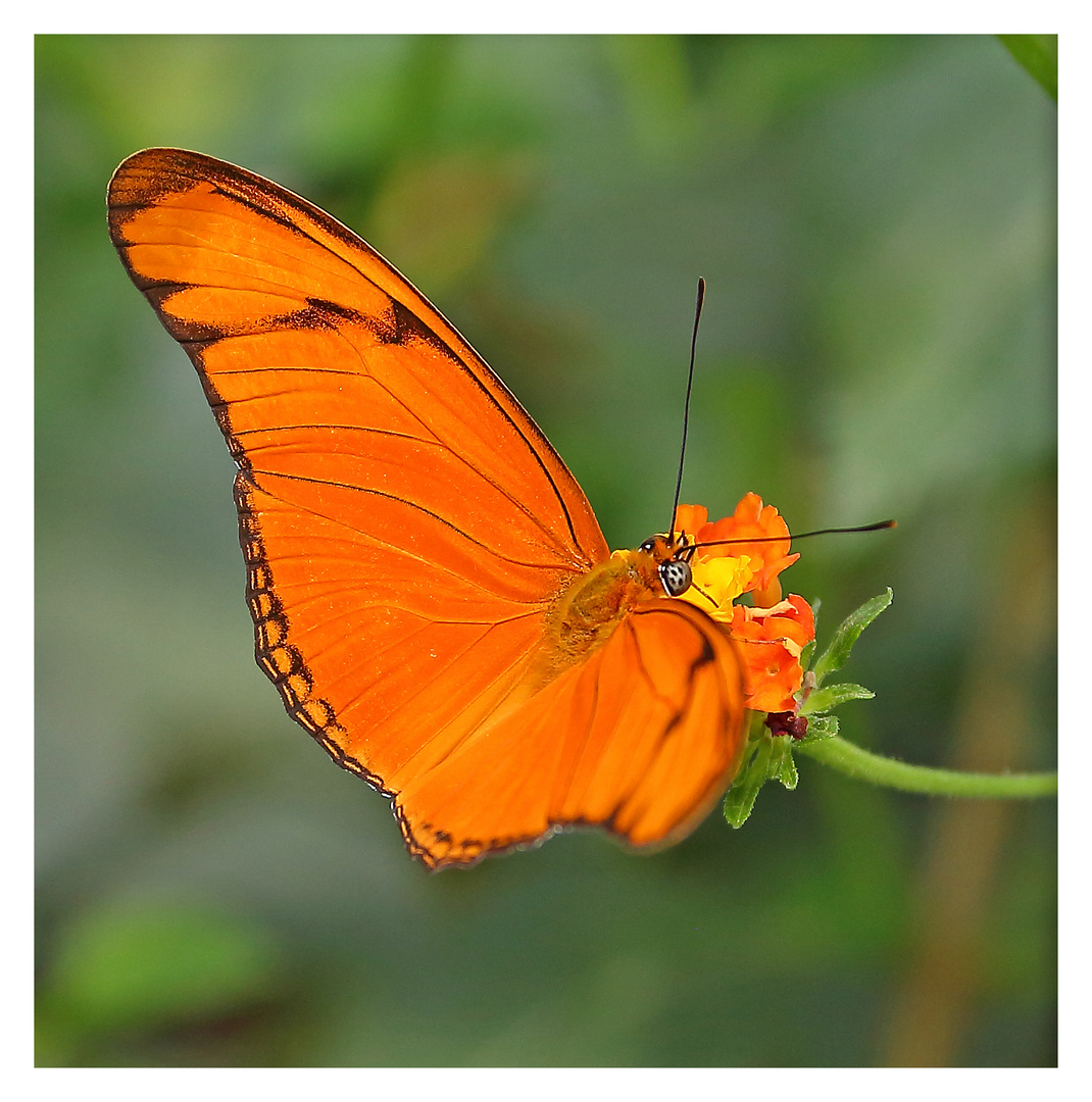 Schmetterling