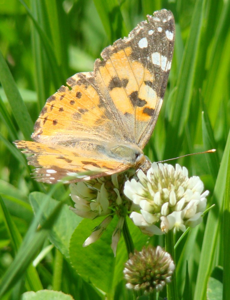 Schmetterling