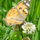 Schmetterling