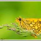 Schmetterling