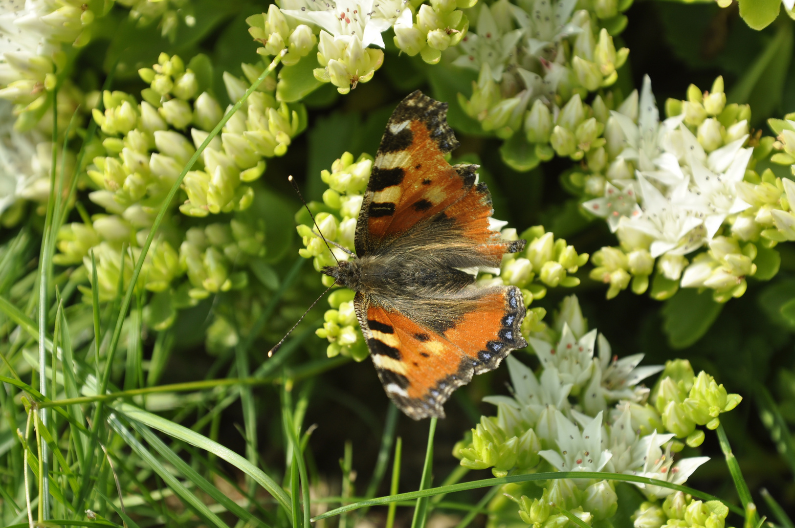 Schmetterling